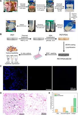 Pulmonary decellularized extracellular matrix (dECM) modified polyethylene terephthalate three-dimensional cell carriers regulate the proliferation and paracrine activity of mesenchymal stem cells